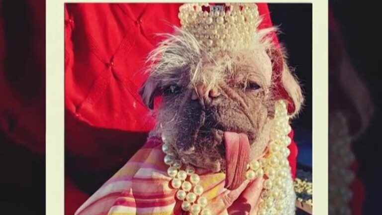 Peggy, 4, voted the “ugliest dog” at a dog show