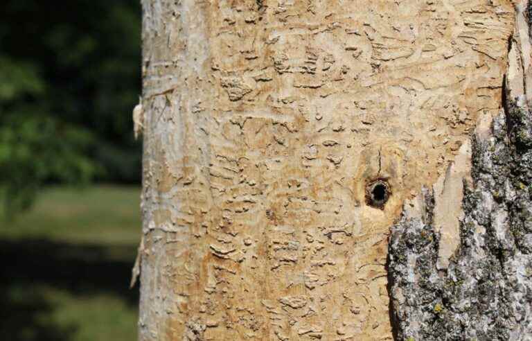 Quebec City “in the heart of the storm” of the emerald ash borer