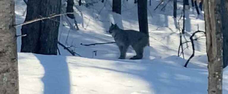 Rare filmed appearance of a lynx in a town in the Laurentians