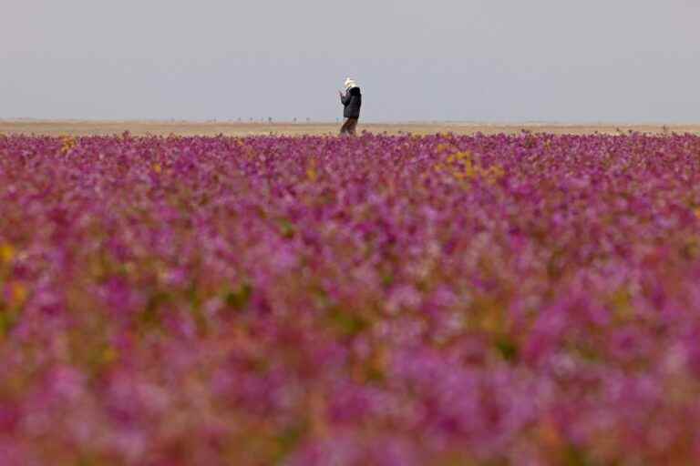 Rare sight of a desert carpeted with purple flowers in Saudi Arabia