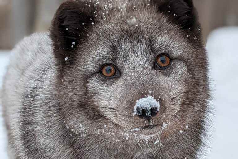 Release |  Arctic foxes at the Aquarium du Québec