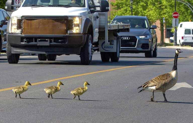 Should we hunt Canada geese?