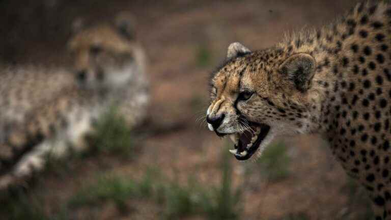 South Africa to deliver 12 cheetahs to India, their native land, to relieve overcrowded wildlife parks