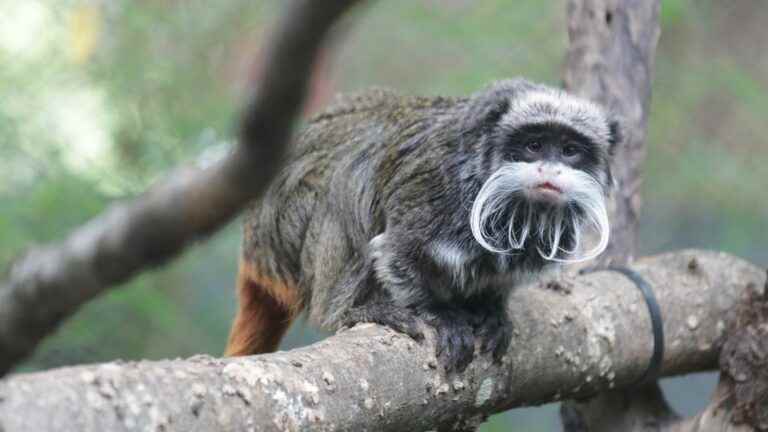 Suspect arrested after two monkeys stolen from Dallas Zoo