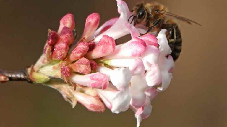 The disappearance of insects, a natural disaster against which we can act