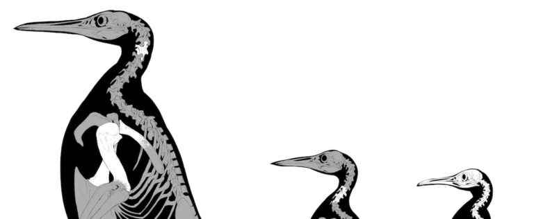 The fossil of the “biggest penguin ever observed” has been identified