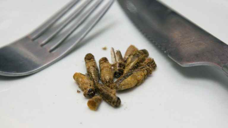 The true from the false.  Will the European Union force us to eat insects without knowing it?