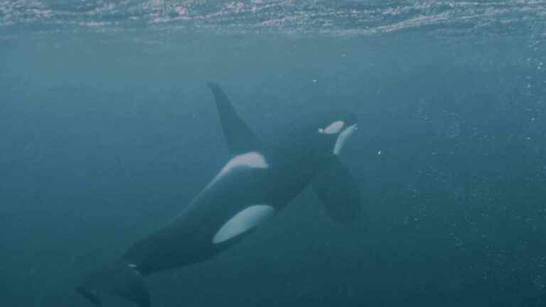 Tourism: in Norway, tourists swim alongside killer whales