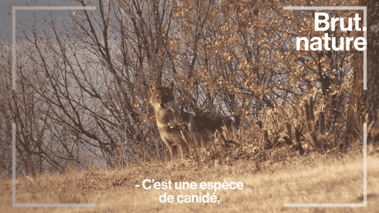 VIDEO.  What is the golden jackal, this new wild species arrived in France?