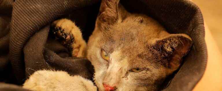 Vietnam: 2000 dead cats intended for traditional medicine discovered