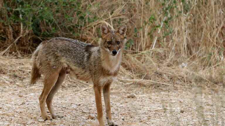 a golden jackal has just been formally identified in Brittany