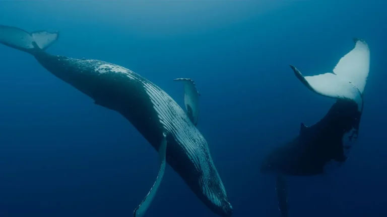 an extraordinary dive into the daily life of whales