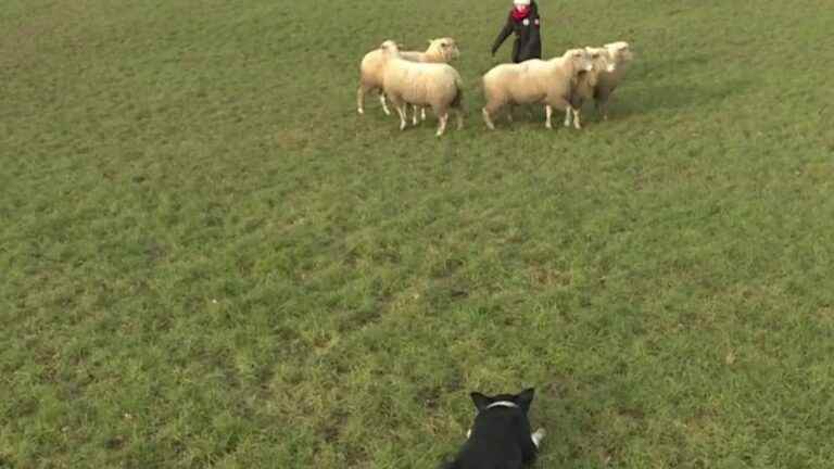 at 12, she is a herding dog training champion