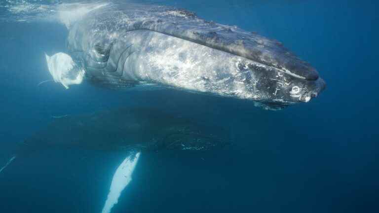 courtship techniques have evolved in whales