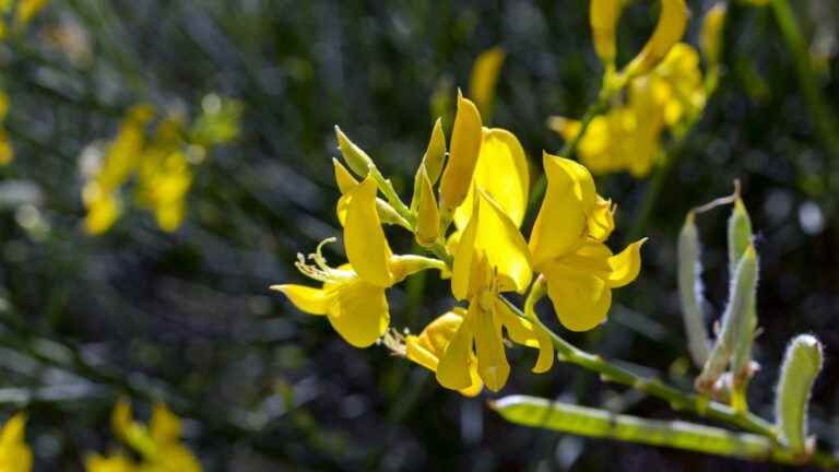 exotic plants are settling ever higher in altitude via roads and hiking trails