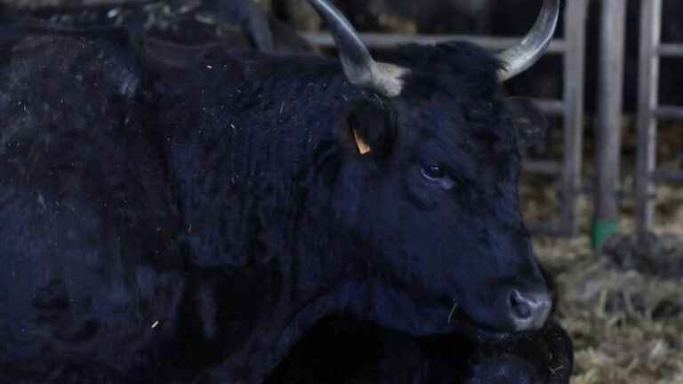 the Salers cows, stars of Cantal, get their black coat back