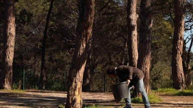 the cochineal-tortoise threatens the pines of the Var