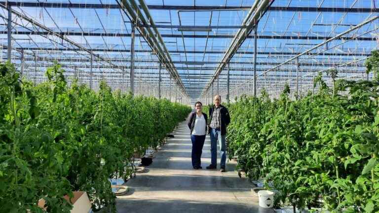 the cultivation of tomatoes in heated greenhouses is trying to adapt to the energy crisis