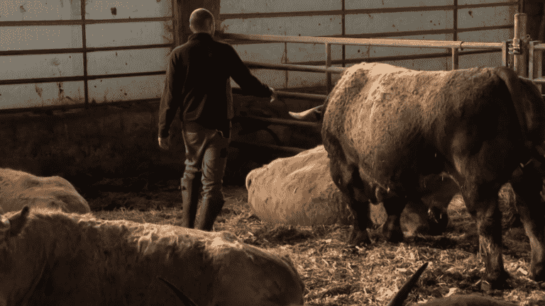 the featured Aubrac breed