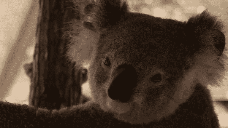 the koala is threatened with extinction