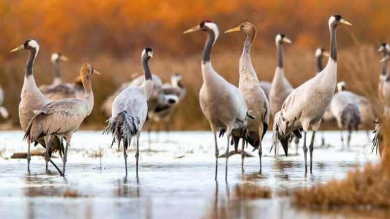 the morning spectacle of common cranes at the Marais du Vigueirat