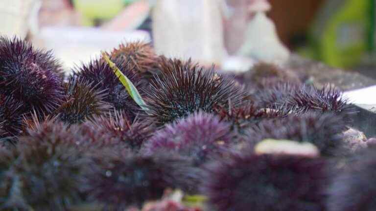 the sea urchin season is open in Corsica