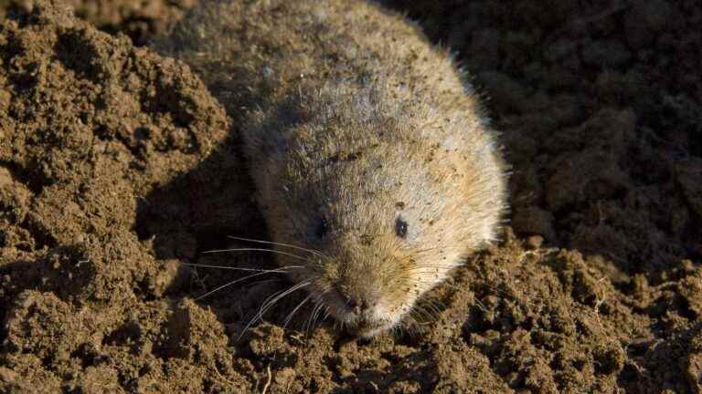 when voles ravage farmers’ meadows