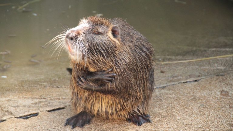 400 years later, beavers will return to London