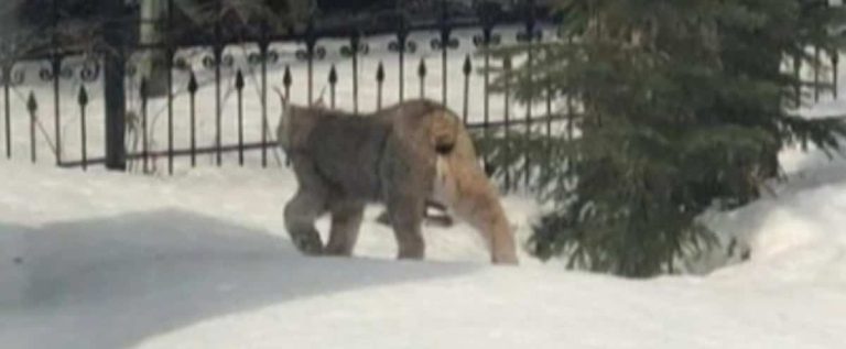 A lynx walks near a primary school