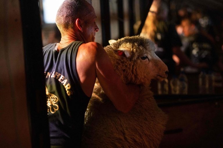 A sheep shearing competition in New Zealand