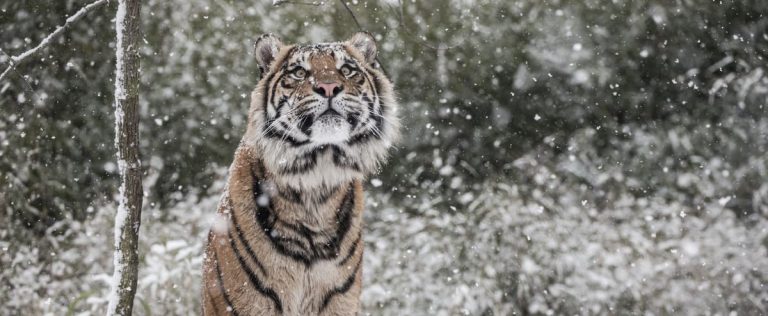 A tiger runs the streets of Georgia after a tornado destroys a safari park