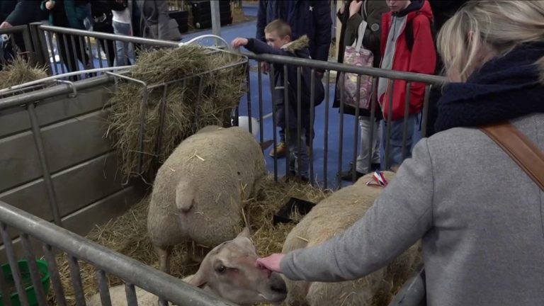 Agricultural show: the 2023 edition is a popular success