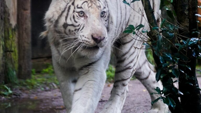 Amnéville zoo announces the death of Kantaji, a 15-year-old white tiger