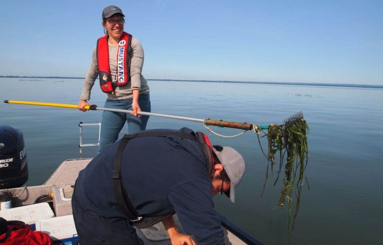 An aquatic grass bed to the rescue of water quality in the St. Lawrence River