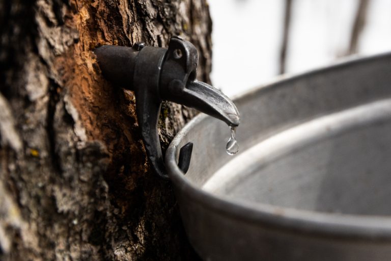 An innovation to predict the taste of maple syrup