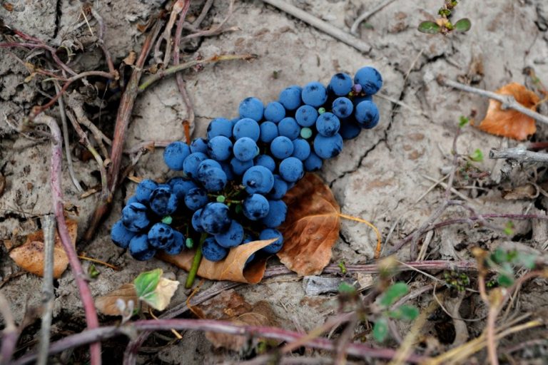 Argentina |  Harvests under stress in a dark year for the vines