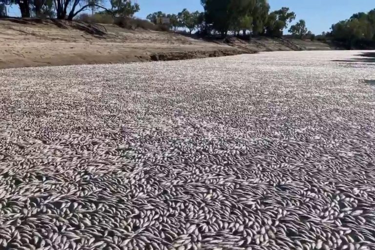 Australia |  Millions of dead fish wash ashore after heat wave