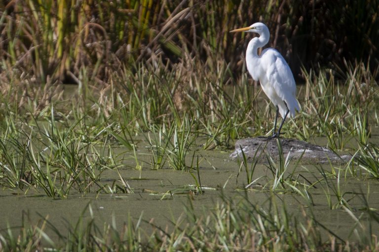 Biologists |  A professional order to counter “ratios of convenience”?