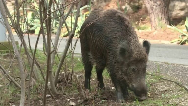 Bouches-du-Rhône: in Marseille, the Luminy district confronted with the proliferation of wild boars