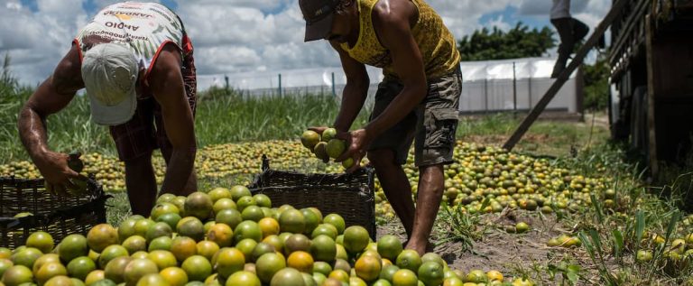 Brazil |  Release of 212 workers in conditions of “slavery”