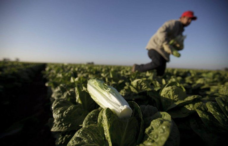 California floods will inflate lettuce prices