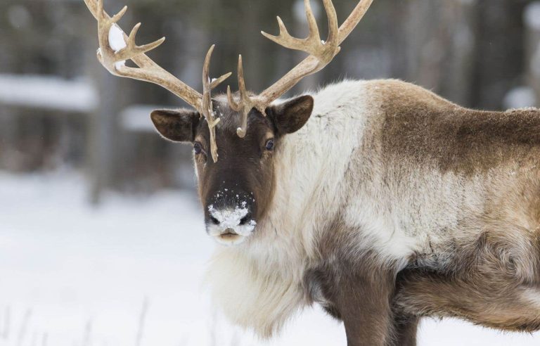 Caribou protection: forestry workers want to be part of the dialogue