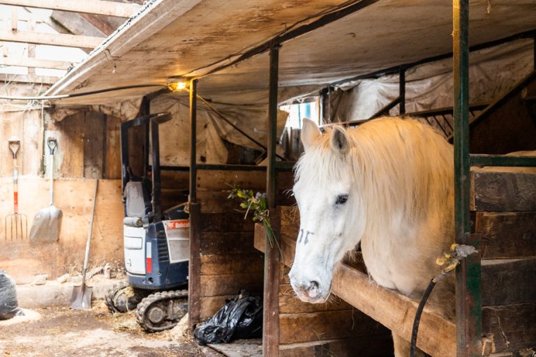 Carriages prohibited in Montreal |  Horses still kept in Griffintown