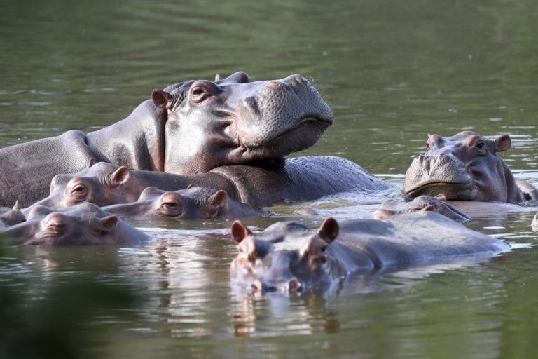 Colombia |  What to do with Pablo’s hippos?