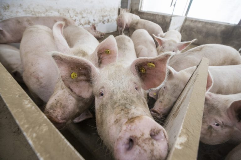 Crisis in the pork industry |  “Producers will have a choice to make”