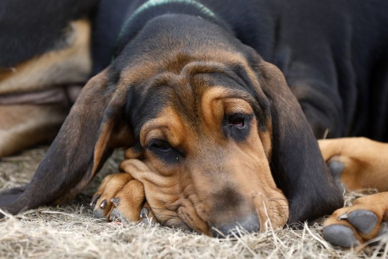 Death of several poisoned dogs during the final of the French canicross championship