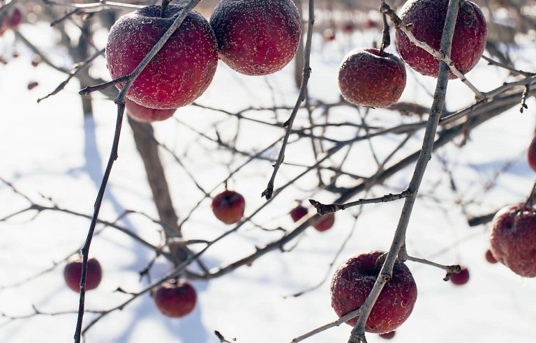 Discovering Quebec’s ice and fire ciders