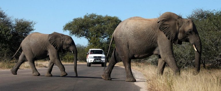 Elephants against wind turbines, concerns near a South African reserve