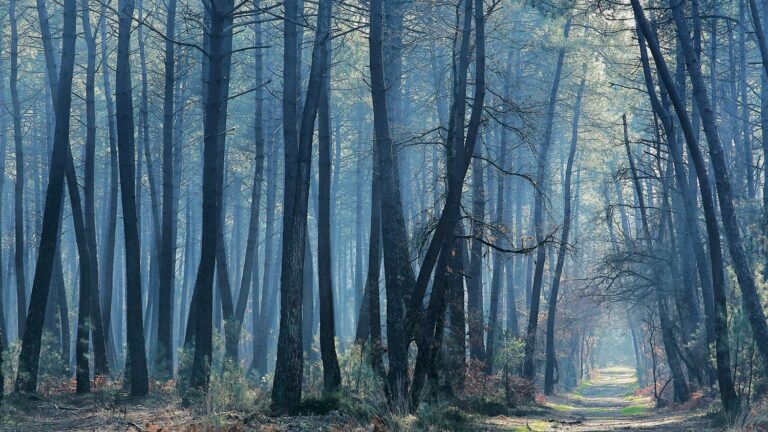 Emmanuel Macron’s goal of one billion trees planted in ten years is it tenable?