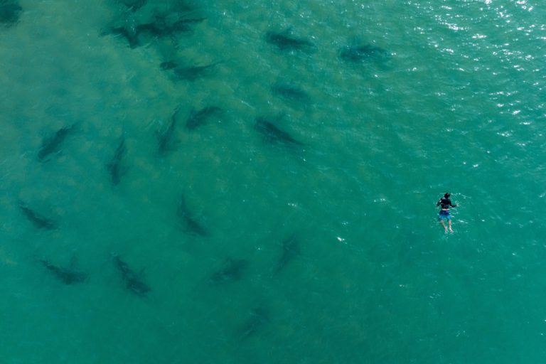 Environmental groups welcome high seas biodiversity deal